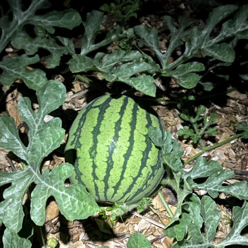 Alabama Producer