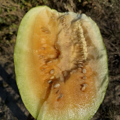 Clay County Yellow