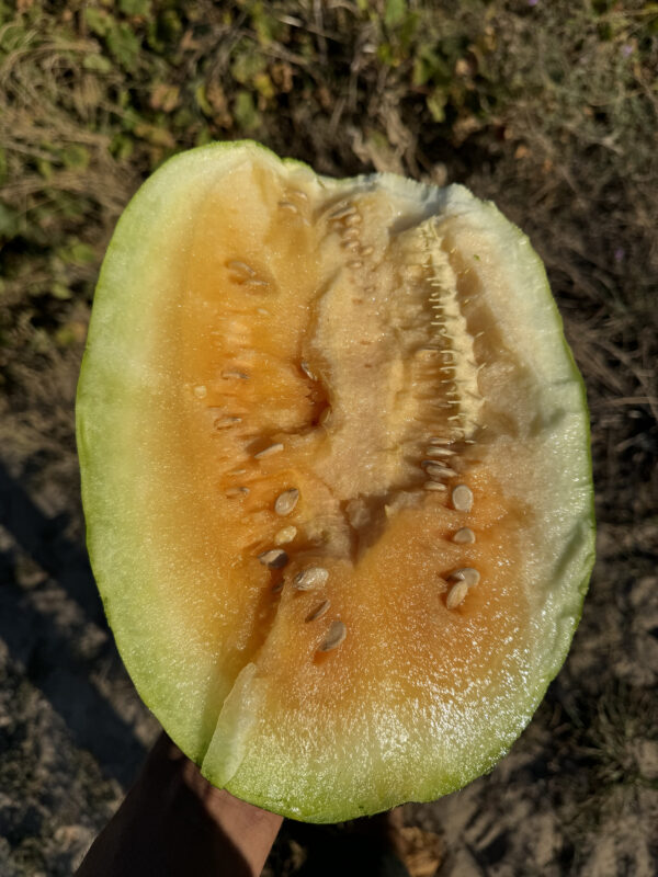 Clay County Yellow