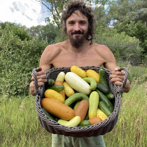 Cucumber