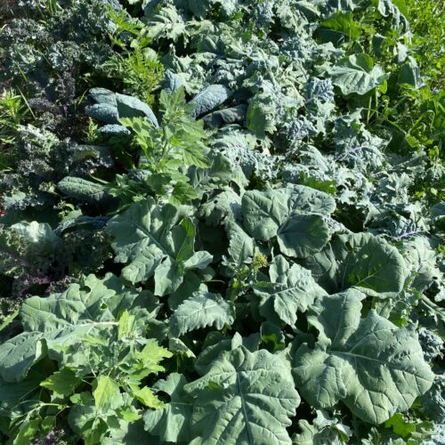 greens