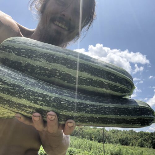 Cocozelle zucchini