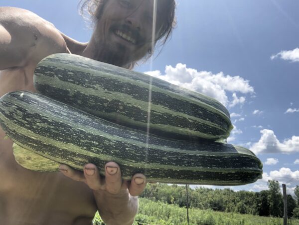 Cocozelle zucchini