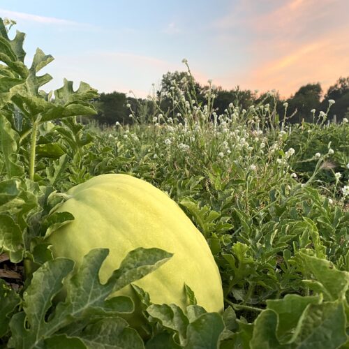 Missouri Heirloom