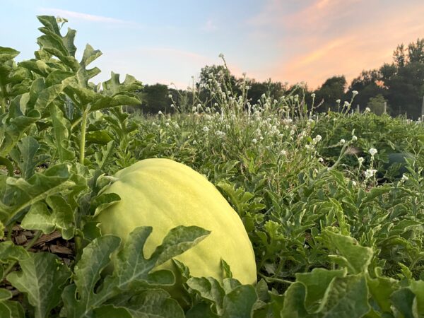 Missouri Heirloom