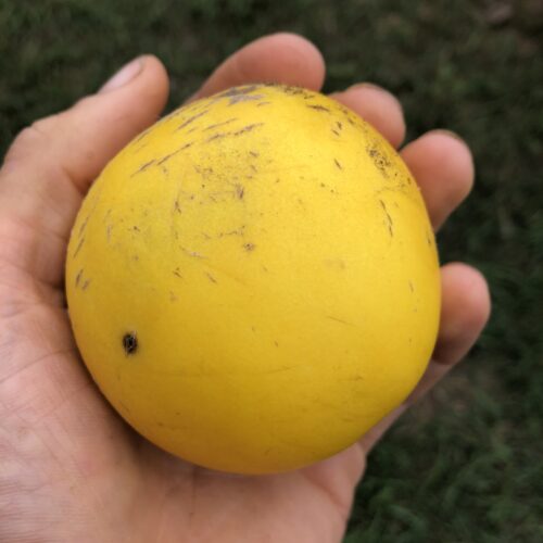 Mango Melon