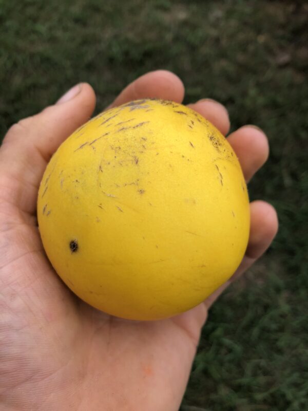 Mango Melon