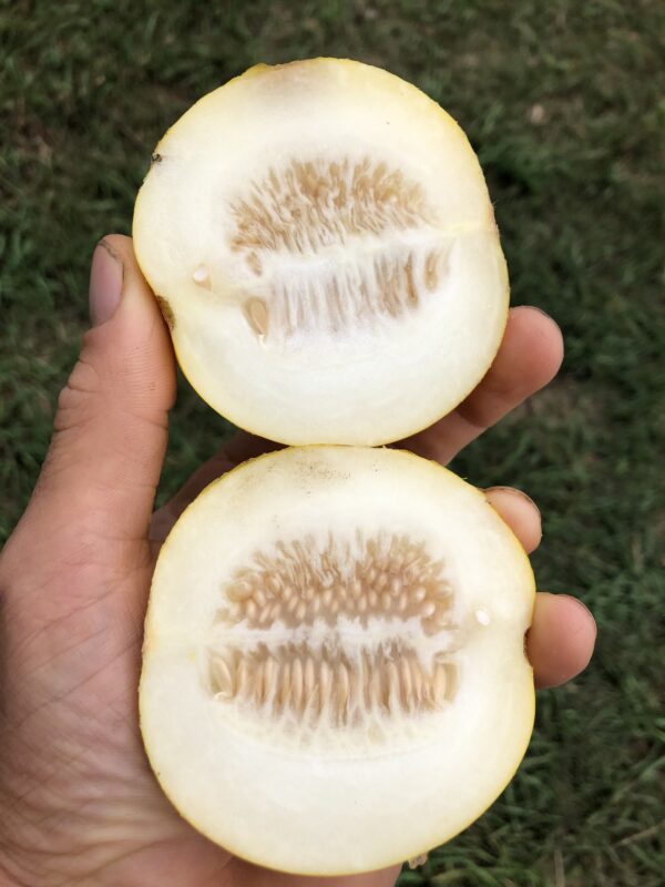 Mango Melon - Image 2