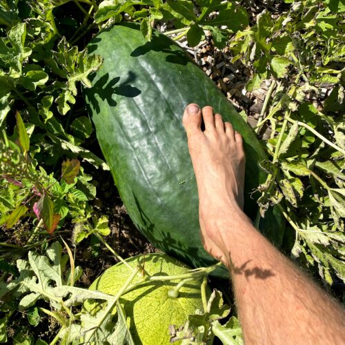 Ghana Giant