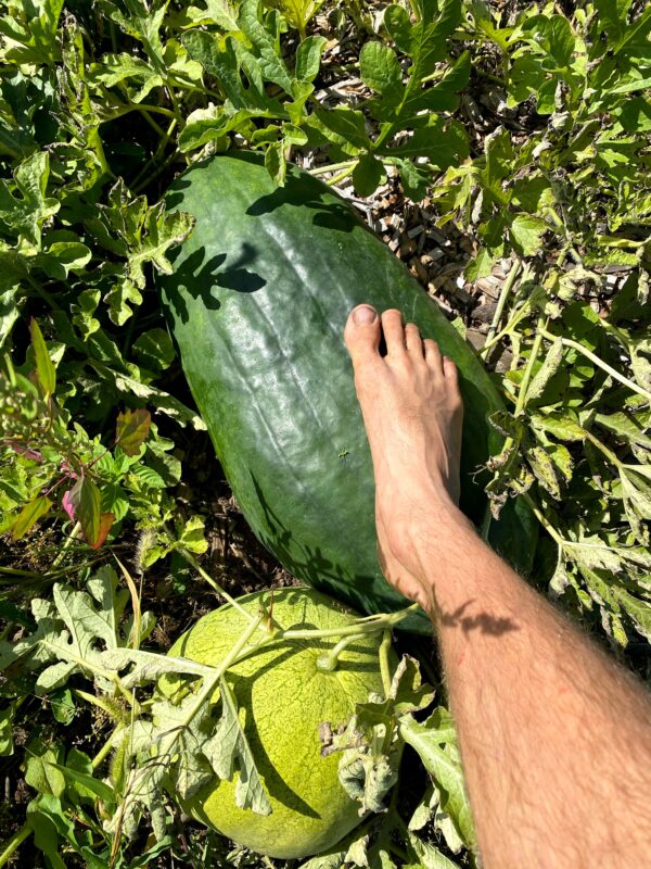 Ghana Giant