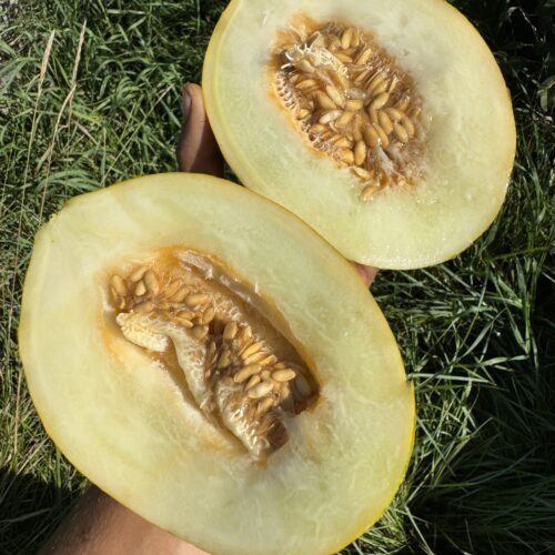 Piel de Sapo