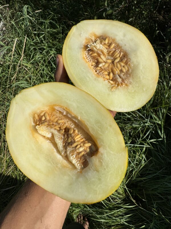 Piel de Sapo