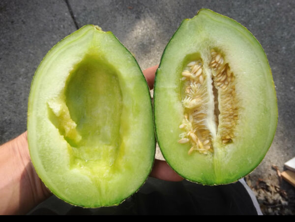 Bateekh Samara