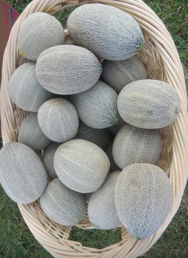 Bateekh Samara - Image 2