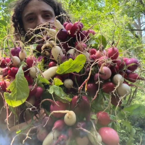 radish