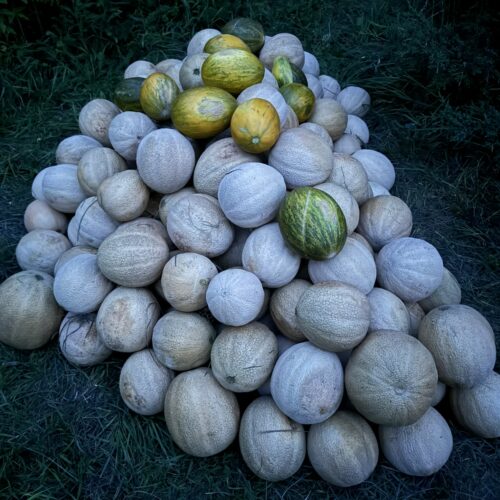 melon